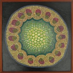 dicot stem 5_web.jpg